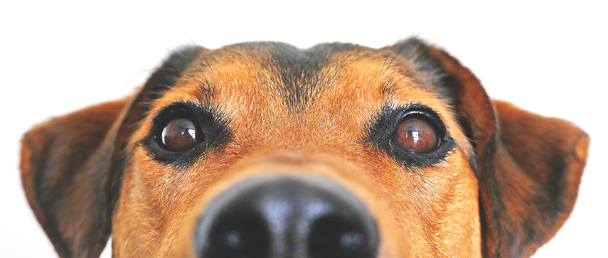 A close up of the eyes of a dog