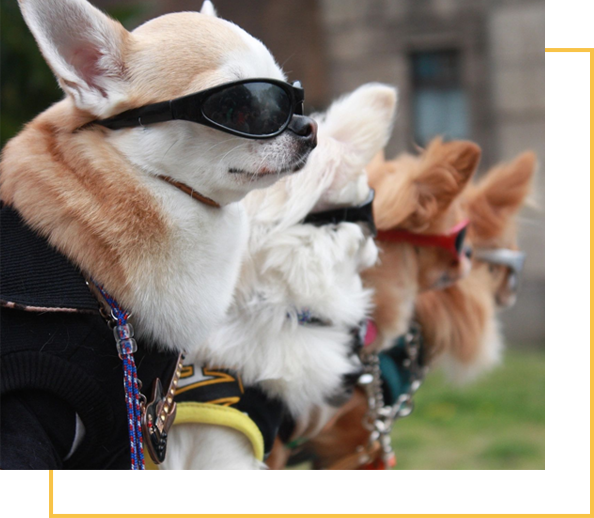 A group of dogs wearing sunglasses and leashes.