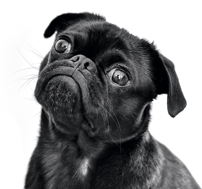 A black pug puppy looking up at the camera.