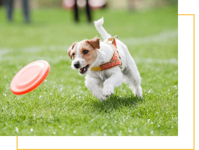 A dog chasing a frisbee in the grass.