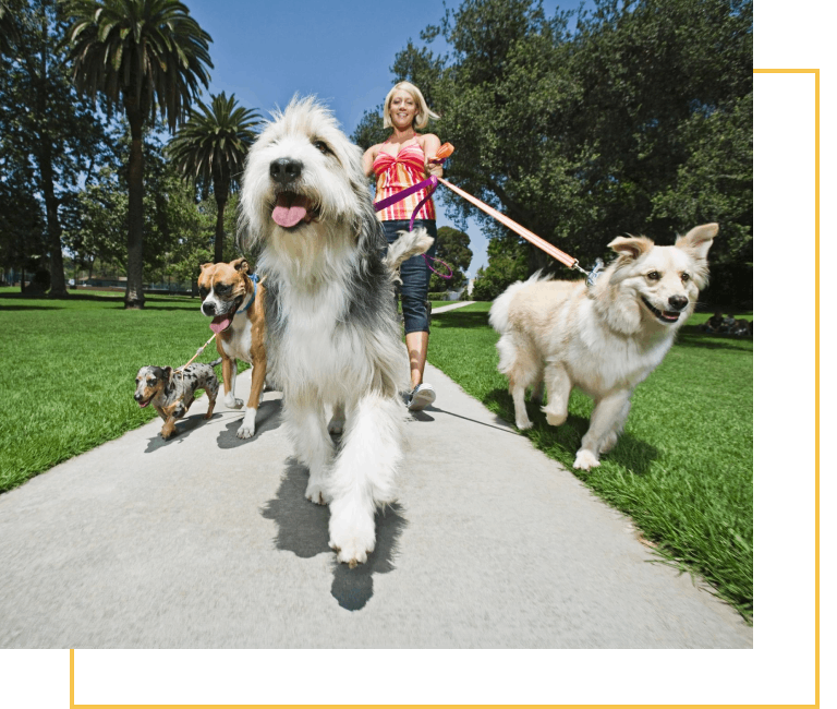 A woman walking two dogs on a leash.