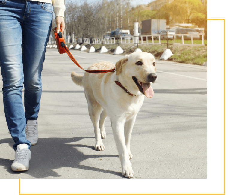 A person walking their dog on a leash.