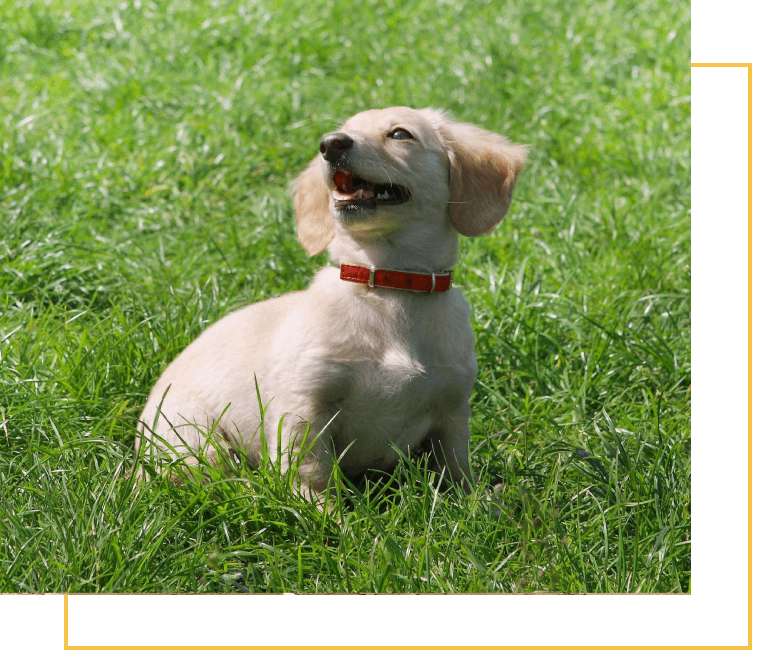 A dog sitting in the grass with its mouth open.