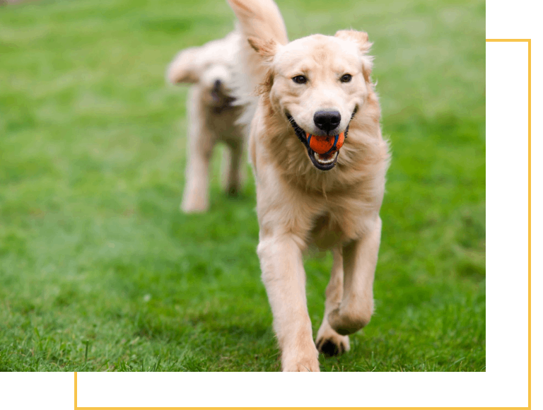 Two dogs running in a field with one of them holding an orange ball.